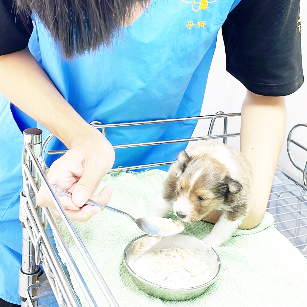 ２年生は子犬、１年生は成犬のお世話☆